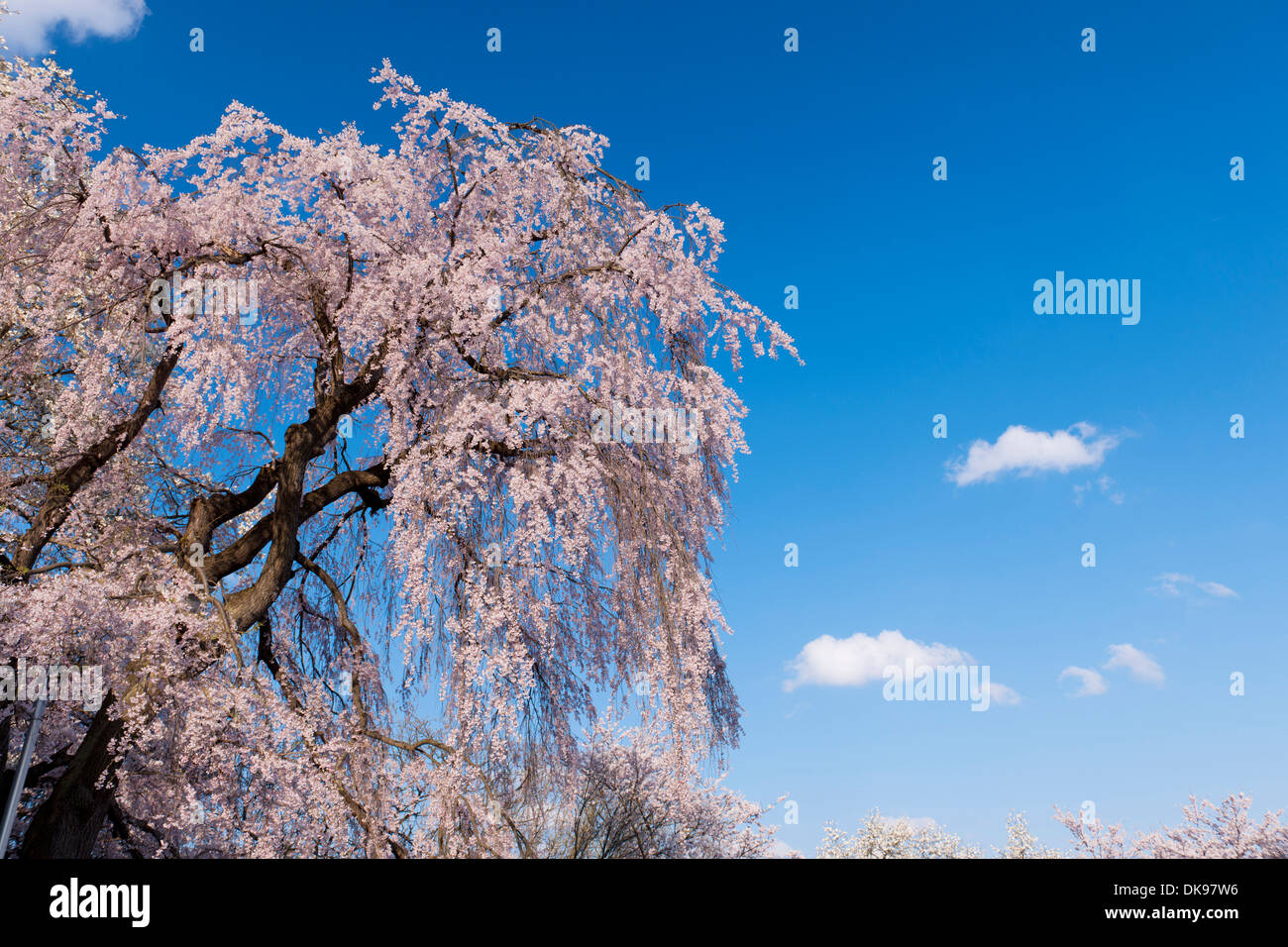 Cerisiers en fleurs Banque D'Images