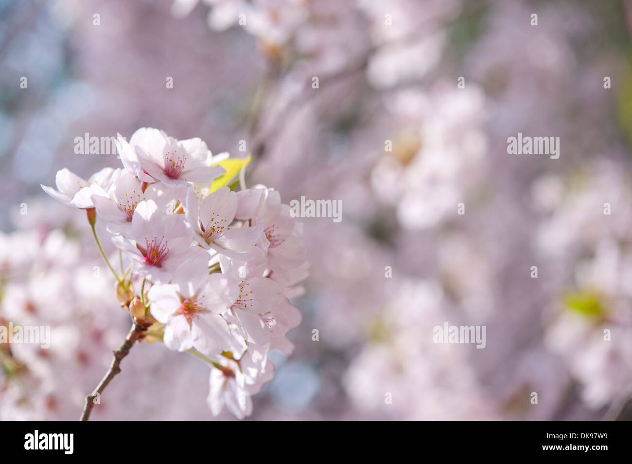 Cerisiers en fleurs Banque D'Images