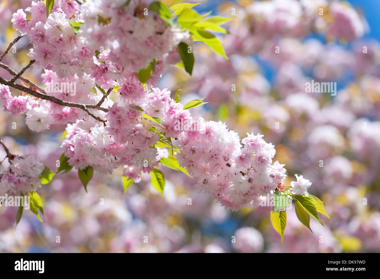 Cerisiers en fleurs Banque D'Images