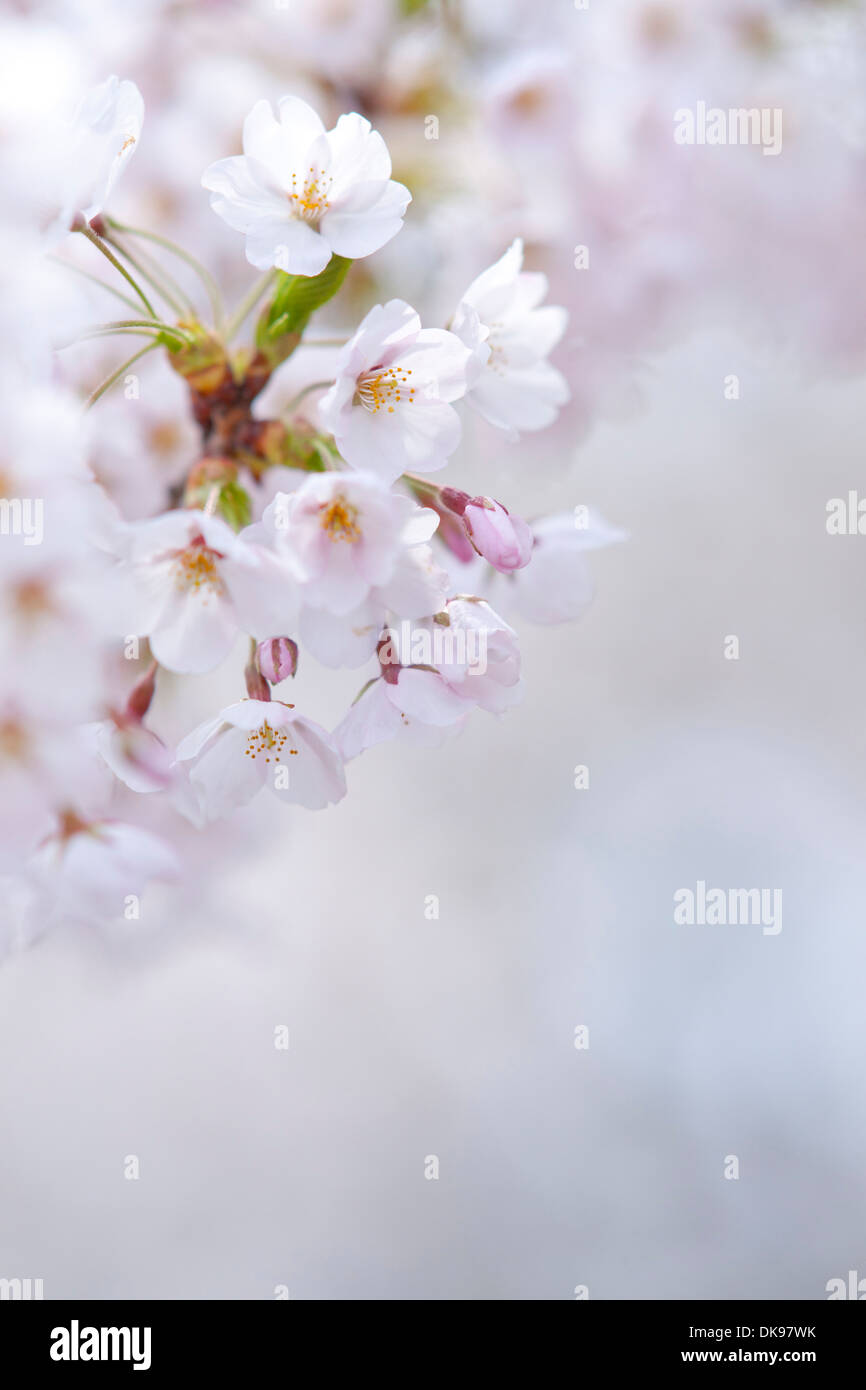 Cerisiers en fleurs Banque D'Images