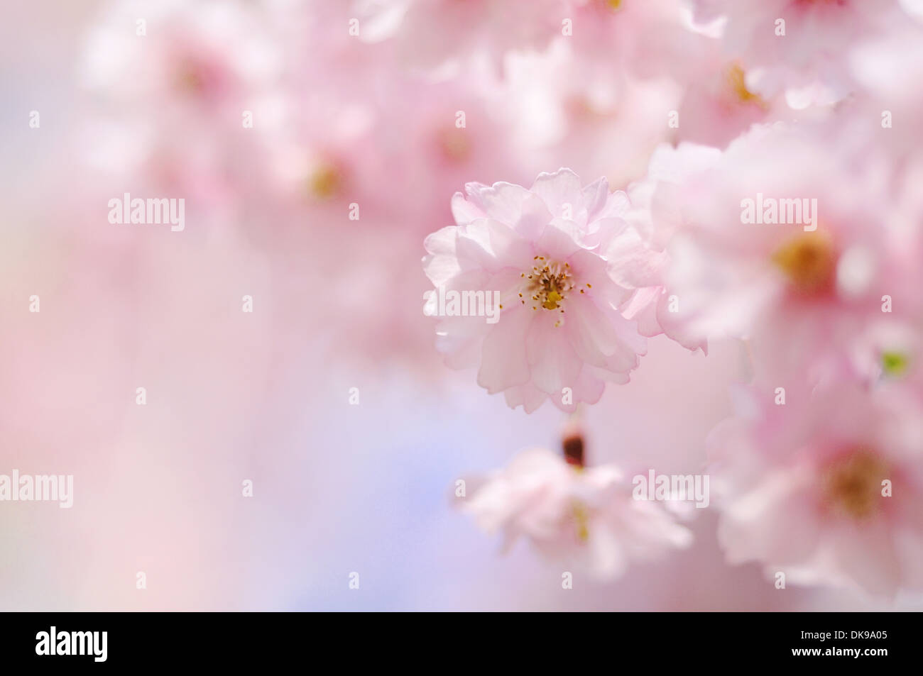 Cerisiers en fleurs Banque D'Images