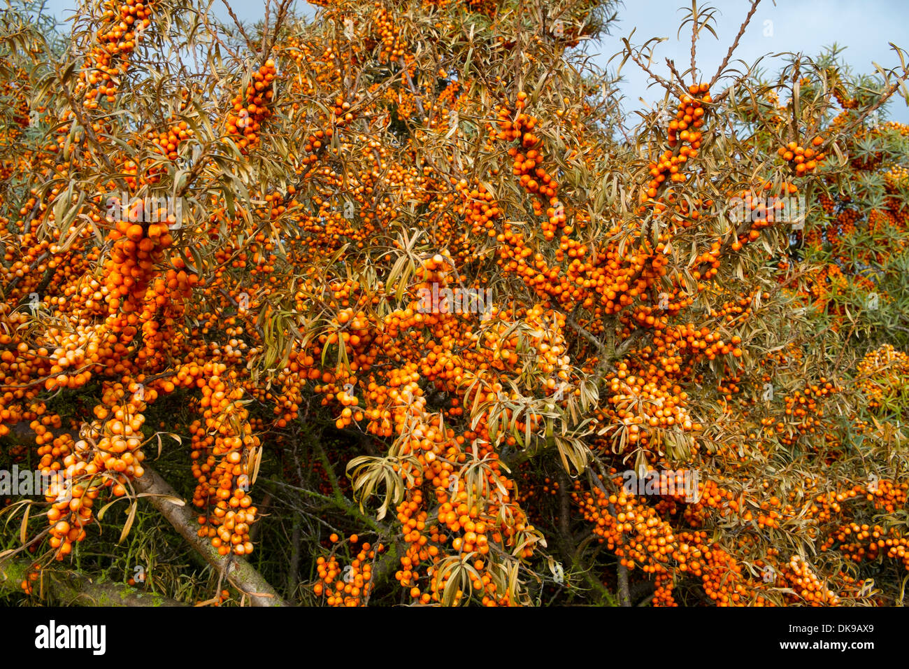 L'argousier, Hippophae rhamnoides Banque D'Images