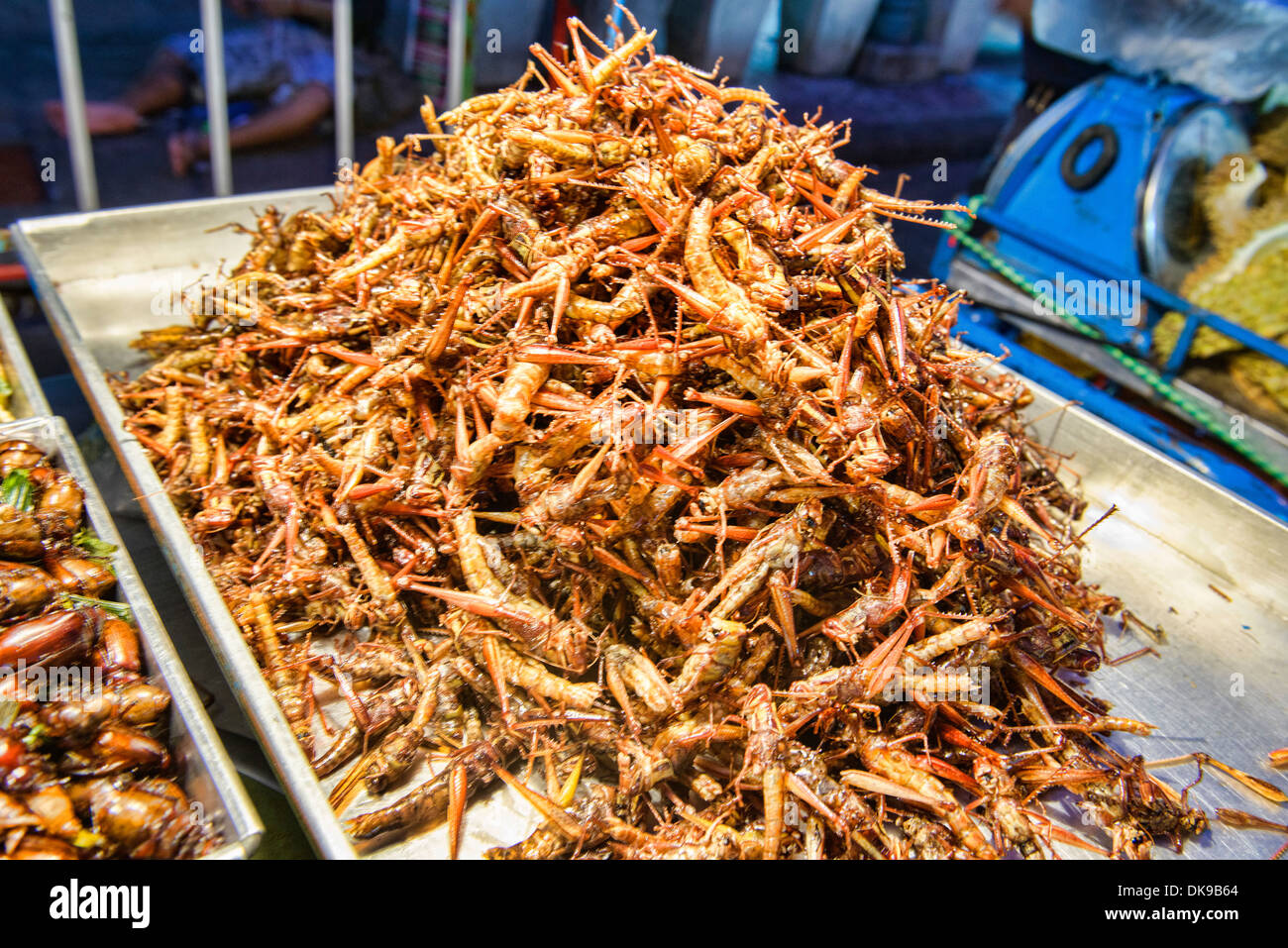 Les grillons frits à la vente au marché de nuit de Chiang Mai, Thaïlande Banque D'Images