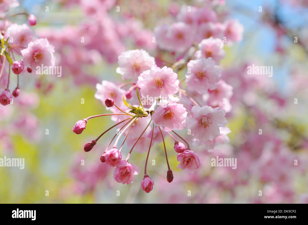 Cerisiers en fleurs Banque D'Images