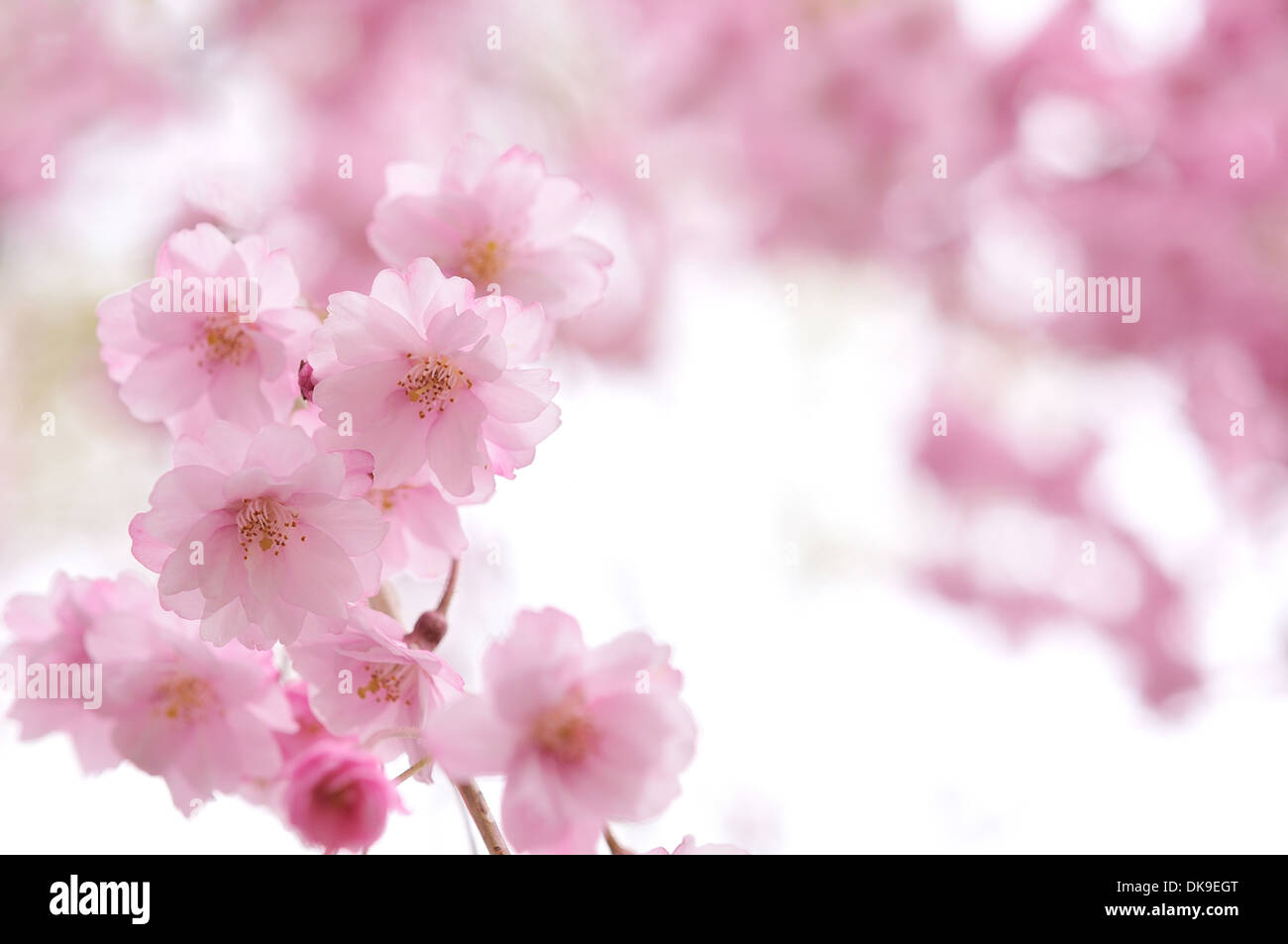 Cerisiers en fleurs Banque D'Images