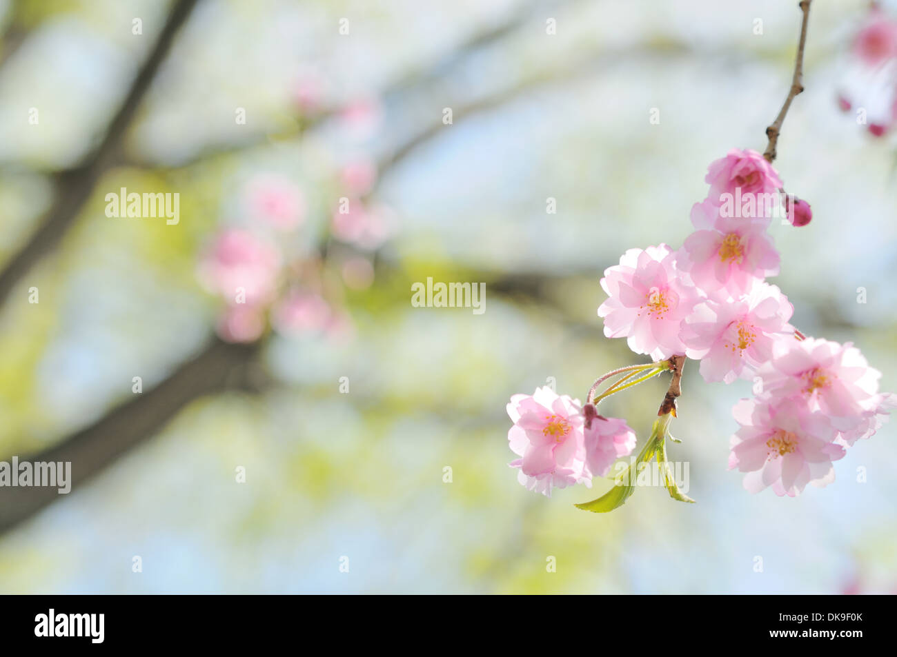 Cerisiers en fleurs Banque D'Images