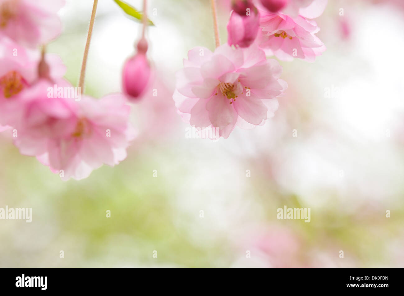 Cerisiers en fleurs Banque D'Images