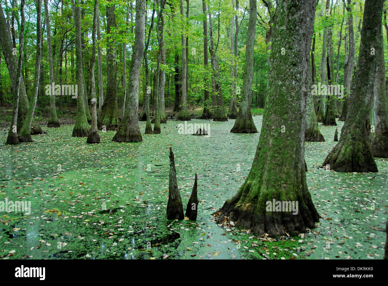 Tupelo-Bald Cypress Swamp sur le Natchez Trace Parkway, le Mississippi Banque D'Images