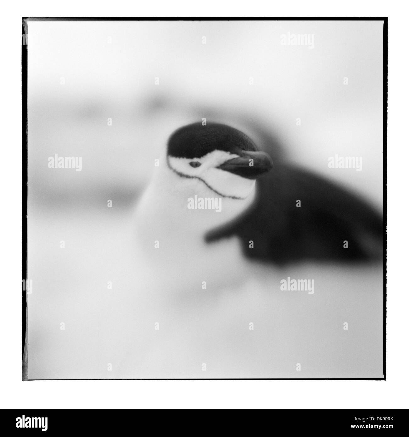 L'Antarctique, l'Île Déception, Blurred image en noir et blanc de la jugulaire Penguin reposant dans la neige près de Bailey Head Banque D'Images