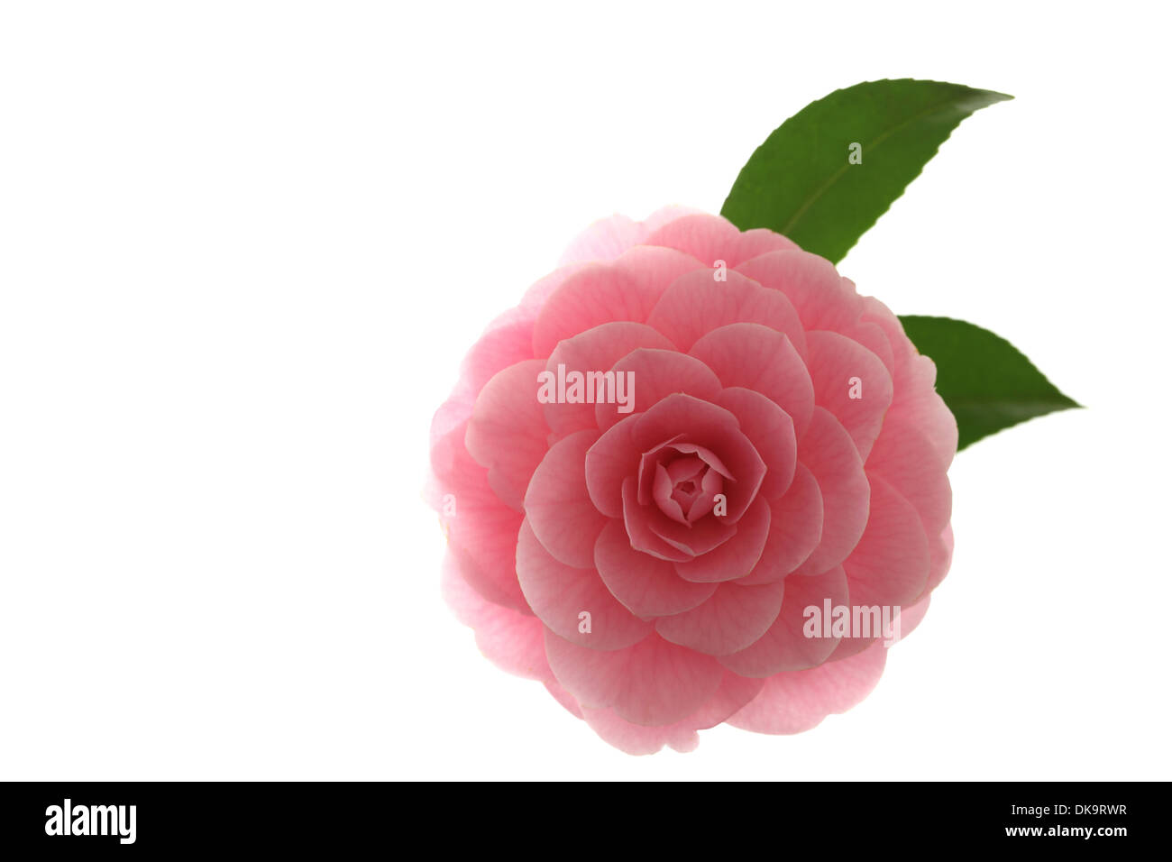 Camélia Banque D'Images