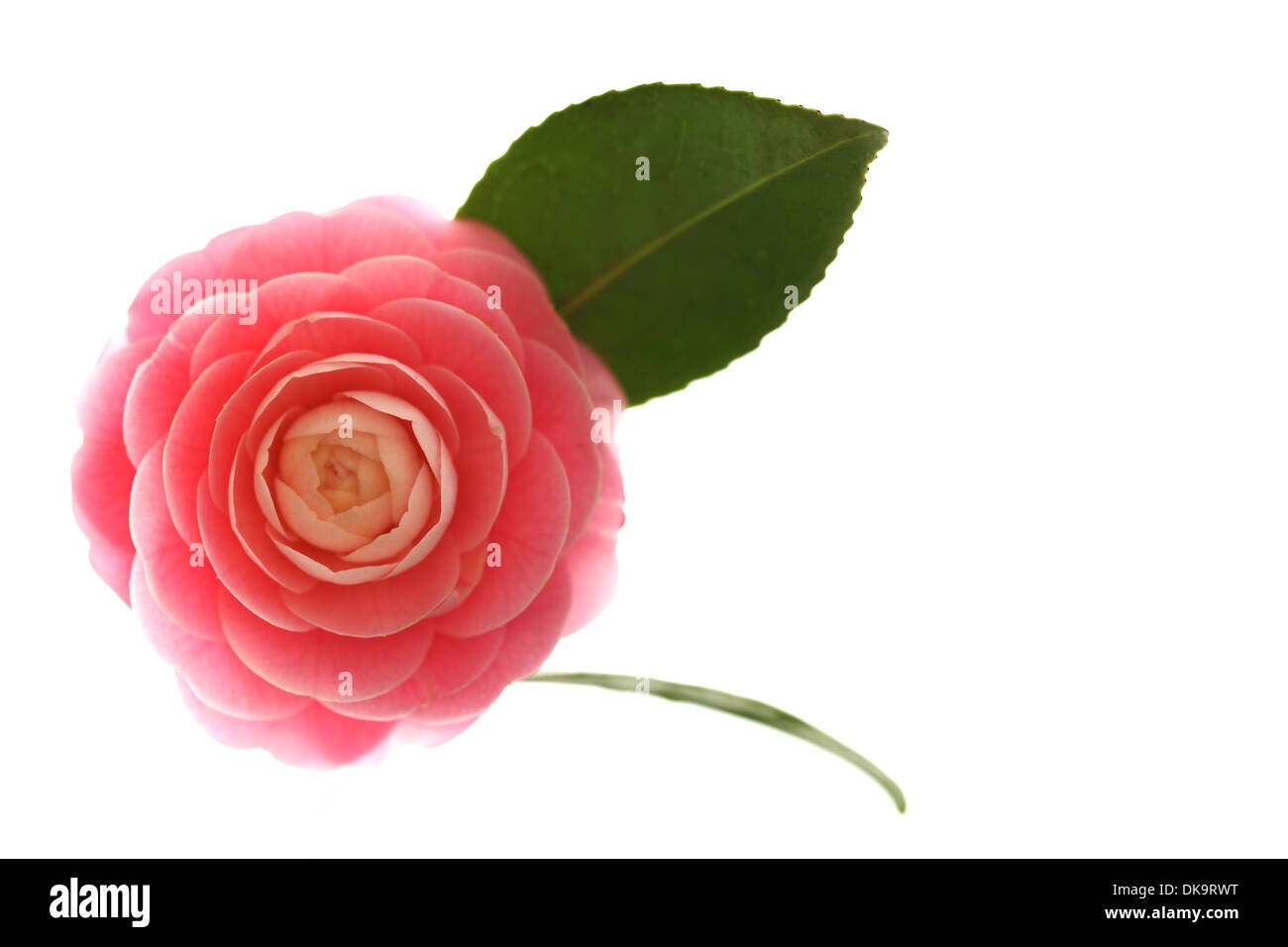 Camélia Banque D'Images