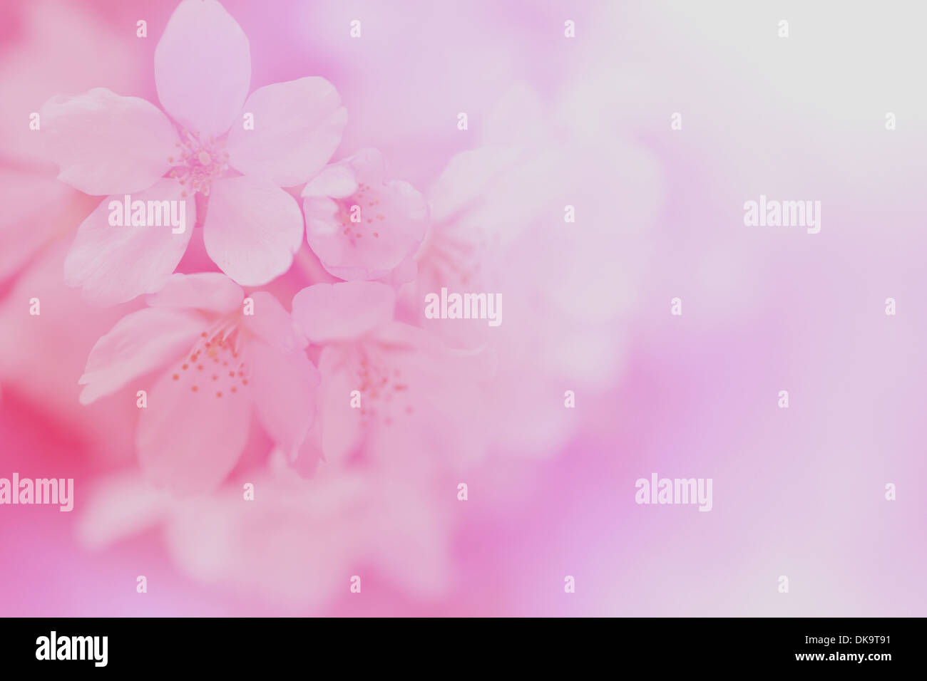 Cerisiers en fleurs Banque D'Images