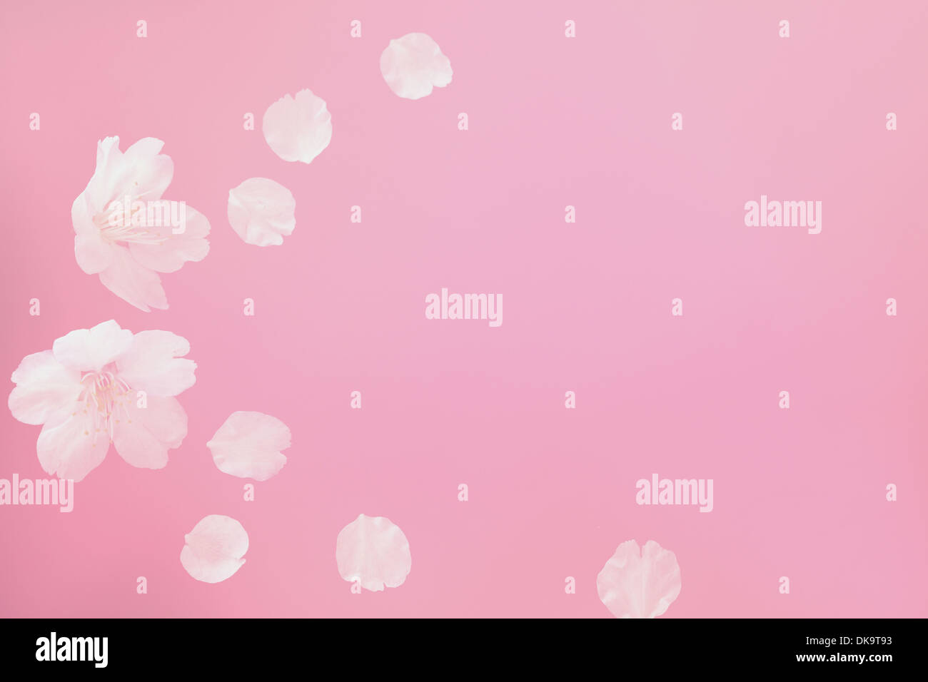 Cerisiers en fleurs Banque D'Images