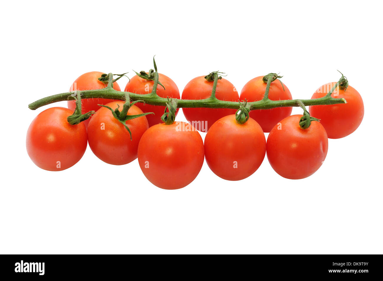 Une branche de tomates cerise mûre isolated on white with clipping path Banque D'Images