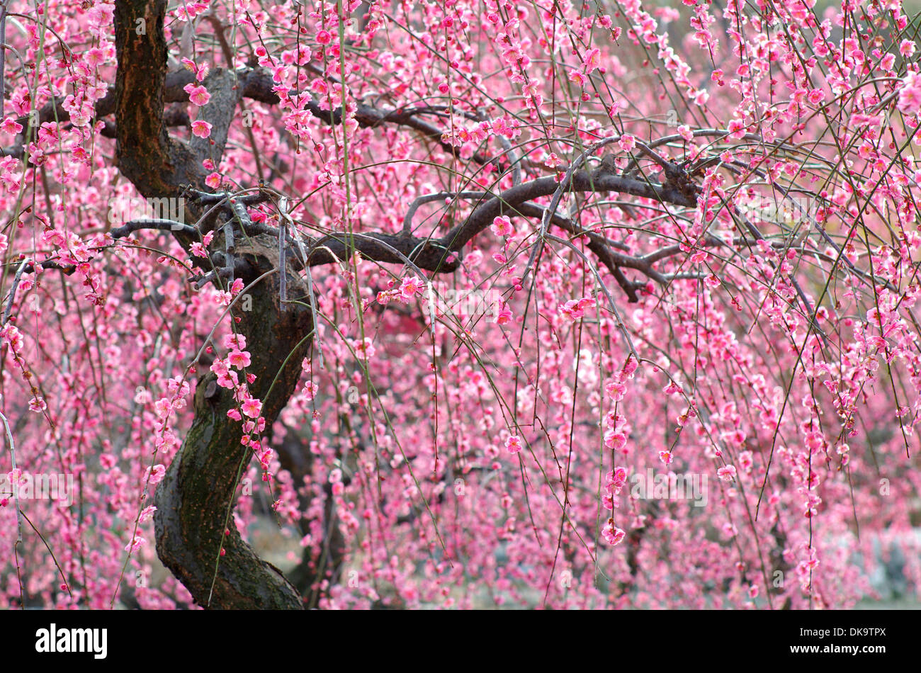 Cerisiers en fleurs Banque D'Images