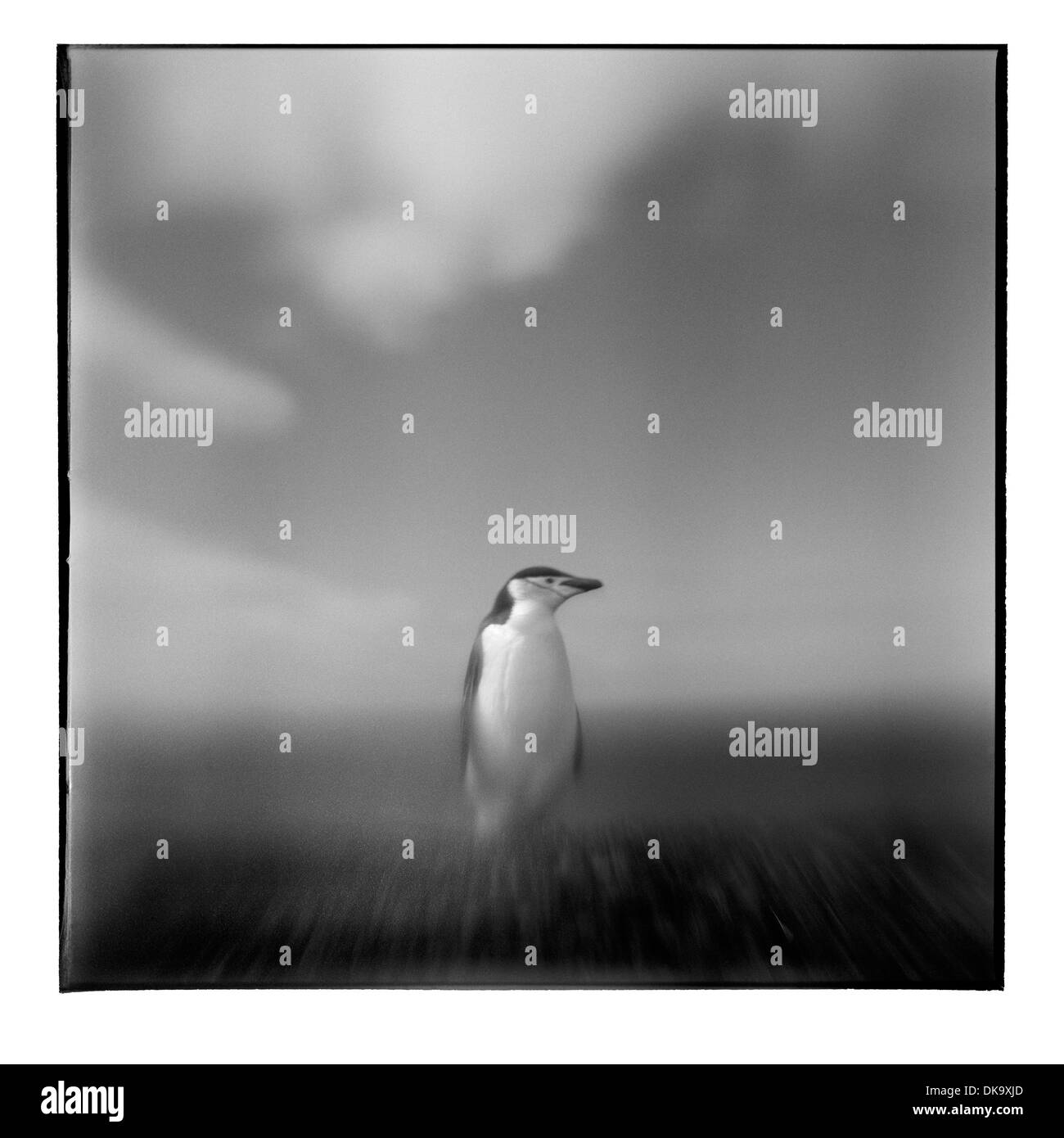 L'Antarctique, l'Île Déception, Blurred image en noir et blanc de la jugulaire Penguin debout sur une plage de sable volcanique noir Banque D'Images