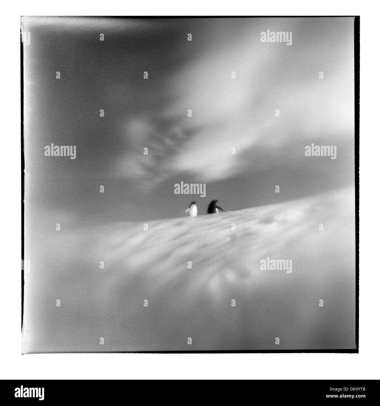 L'Antarctique, l'île d'entreprise, floue image en noir et blanc de manchots debout sur le dessus de l'iceberg sur matin ensoleillé Banque D'Images