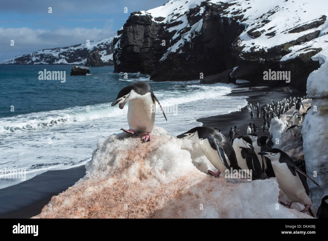 L'Antarctique, îles Shetland du Sud, Gamla (Pygoscelis antarcticus) à Bailey Head sur l'Île Déception Banque D'Images