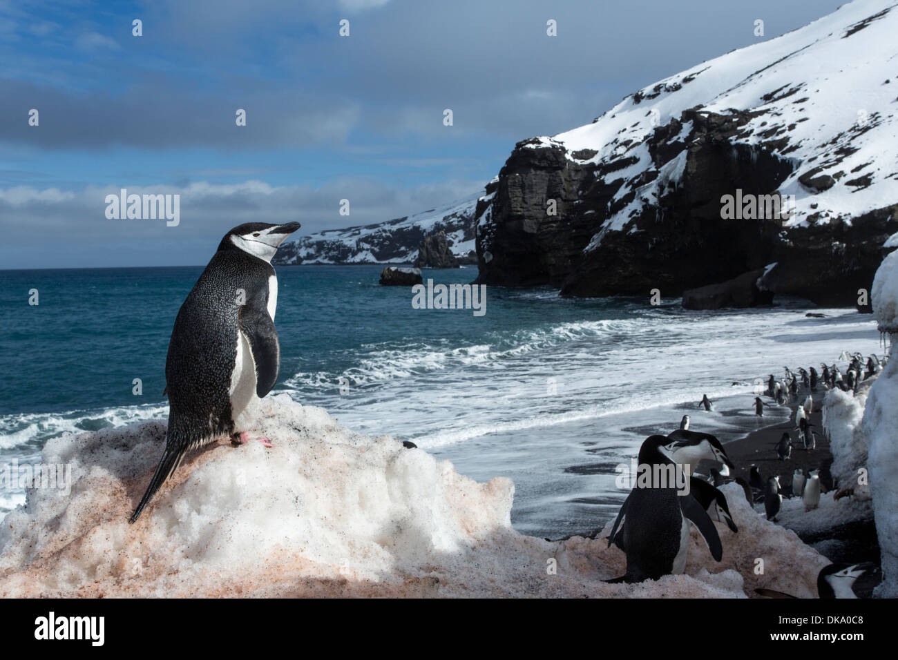 L'Antarctique, îles Shetland du Sud, Gamla (Pygoscelis antarcticus) à Bailey Head sur l'Île Déception Banque D'Images