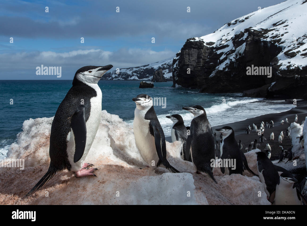 L'Antarctique, îles Shetland du Sud, Gamla (Pygoscelis antarcticus) à Bailey Head sur l'Île Déception Banque D'Images