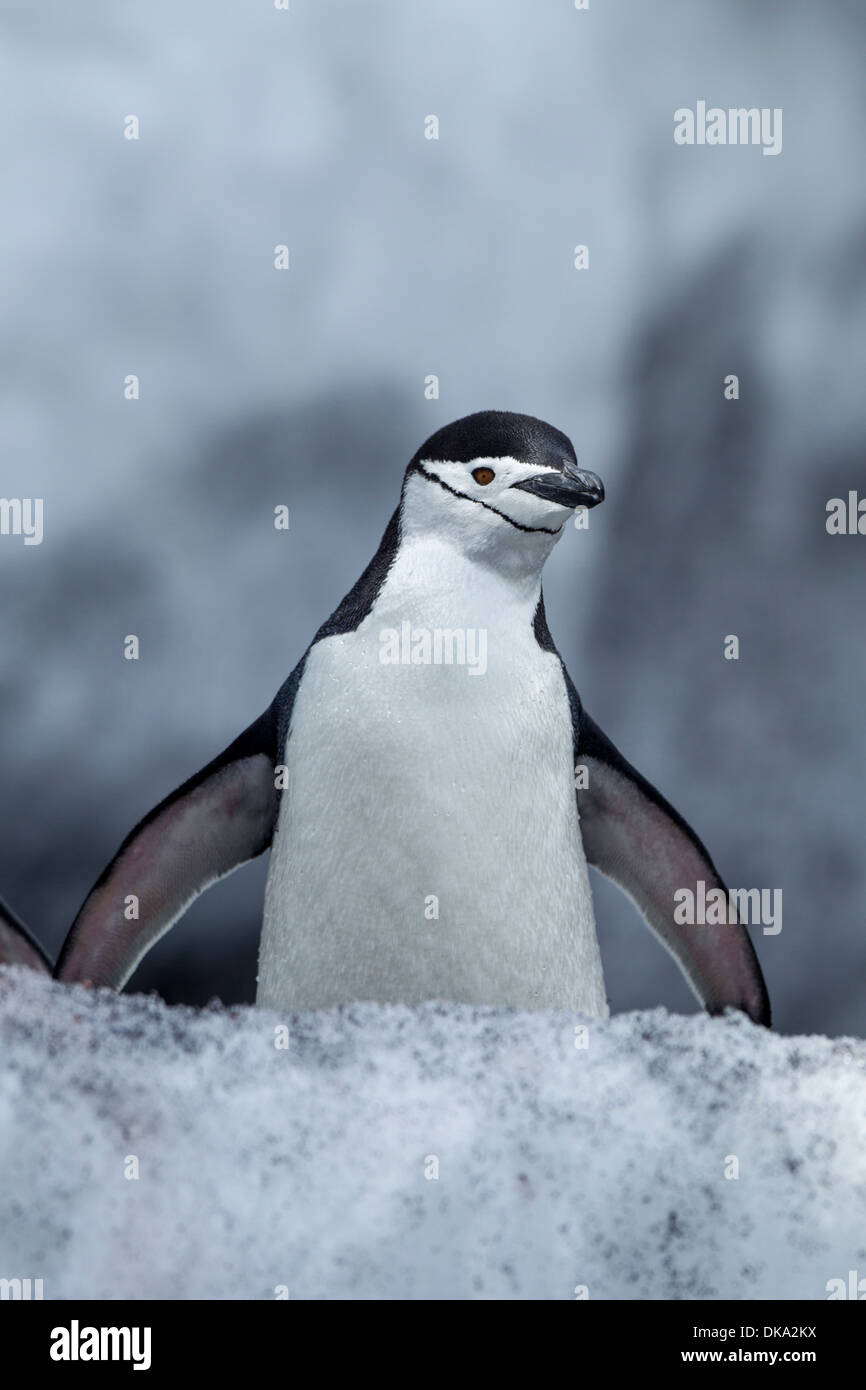 L'Antarctique, îles Shetland du Sud, jugulaire Penguin (Pygoscelis antarcticus) à Bailey Head sur l'Île Déception Banque D'Images