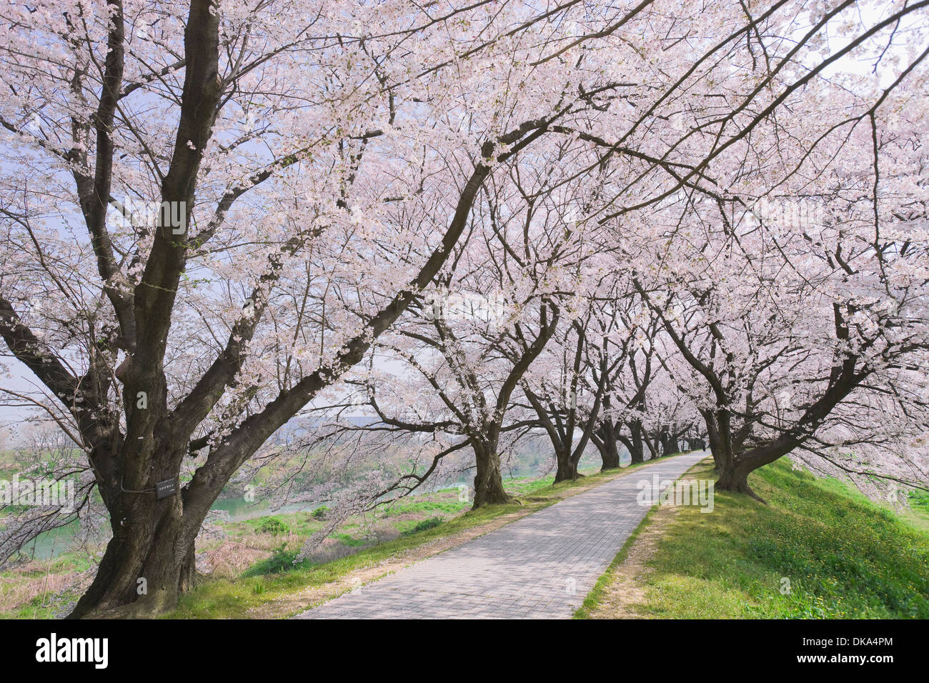 Cerisiers en fleurs Banque D'Images
