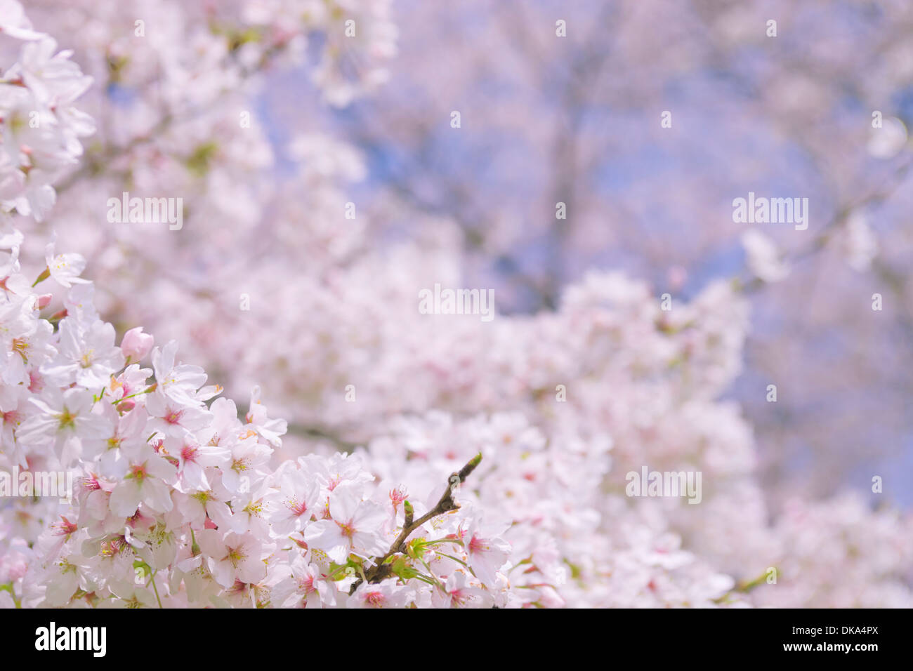Cerisiers en fleurs Banque D'Images