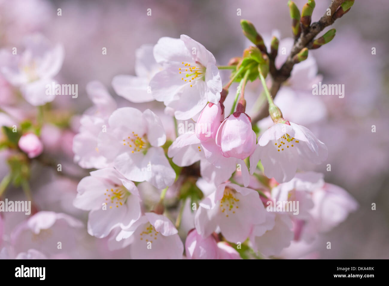 Cerisiers en fleurs Banque D'Images