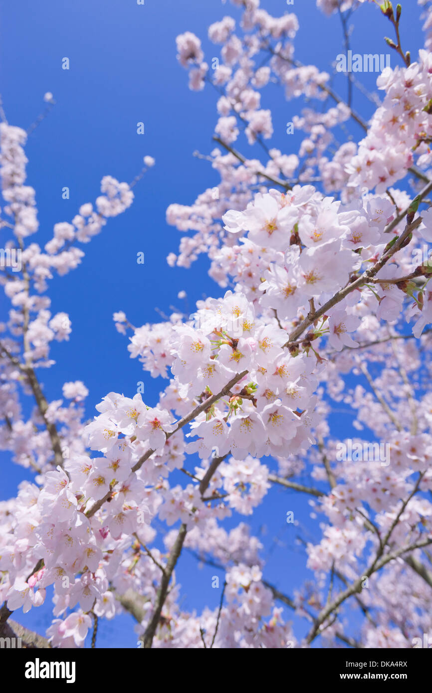 Cerisiers en fleurs Banque D'Images