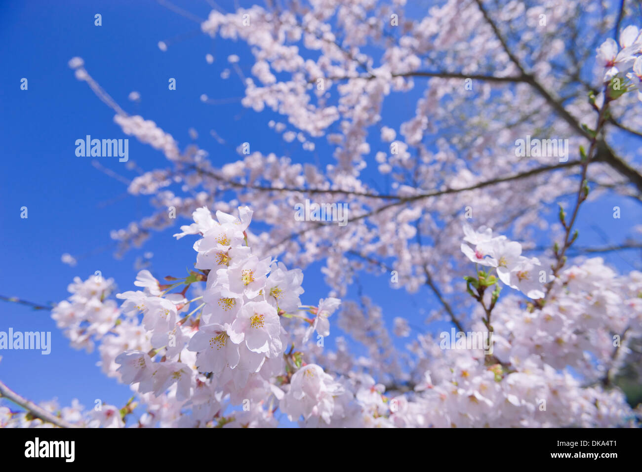 Cerisiers en fleurs Banque D'Images