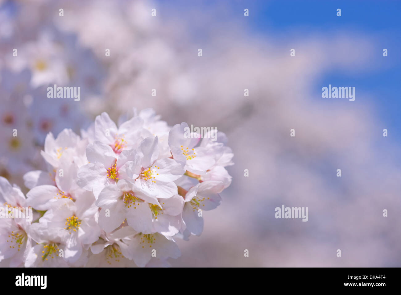 Cerisiers en fleurs Banque D'Images