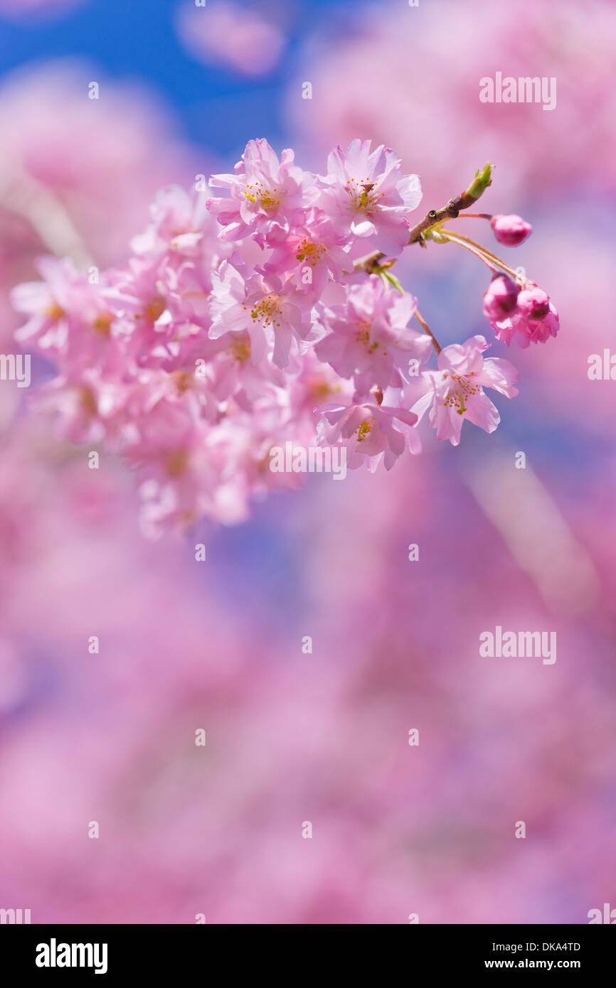 Cerisiers en fleurs Banque D'Images