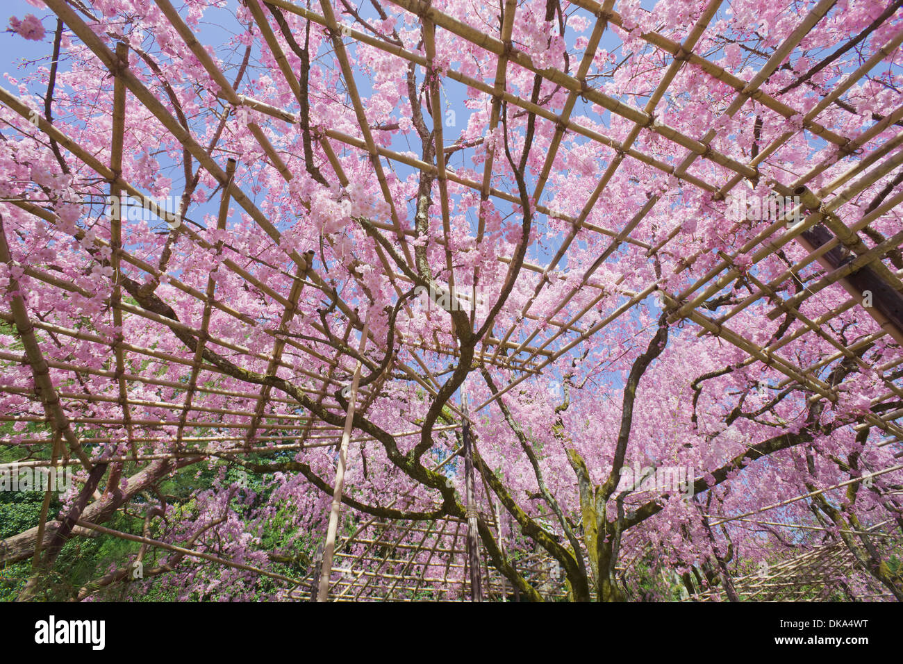 Floraison des Cerisiers, Kyoto Banque D'Images