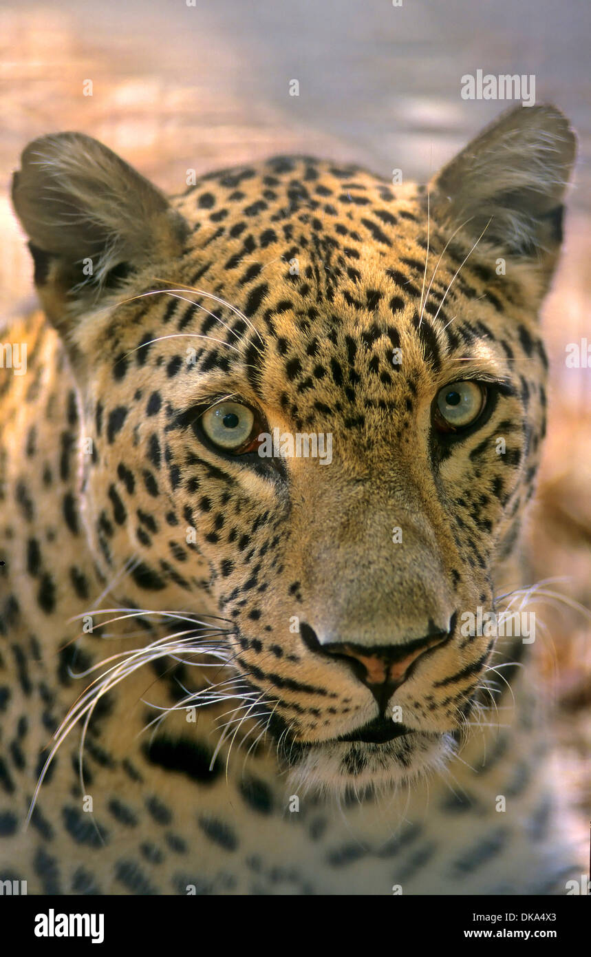 Leopard (Panthera pardus) Banque D'Images