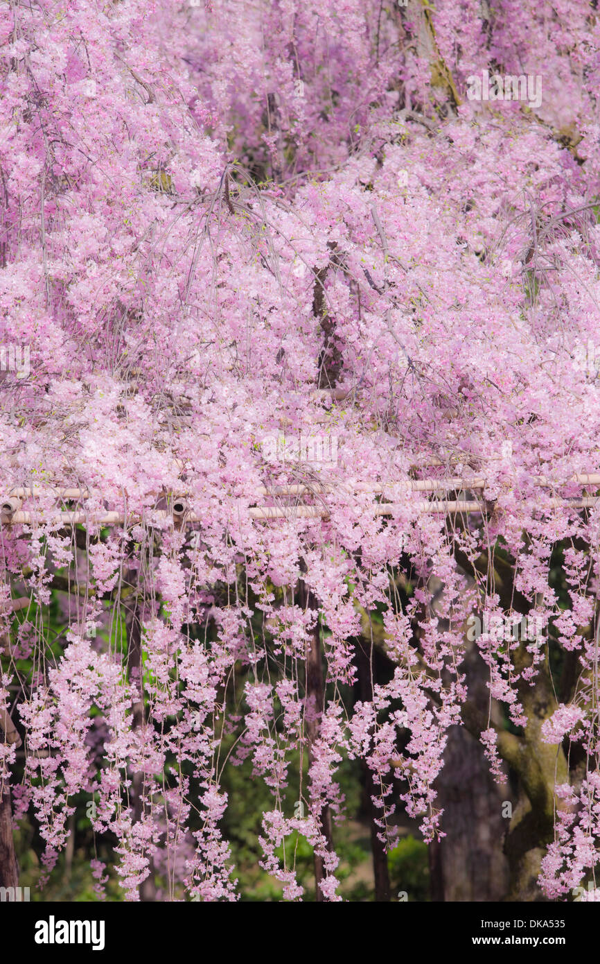 Cerisiers en fleurs Banque D'Images