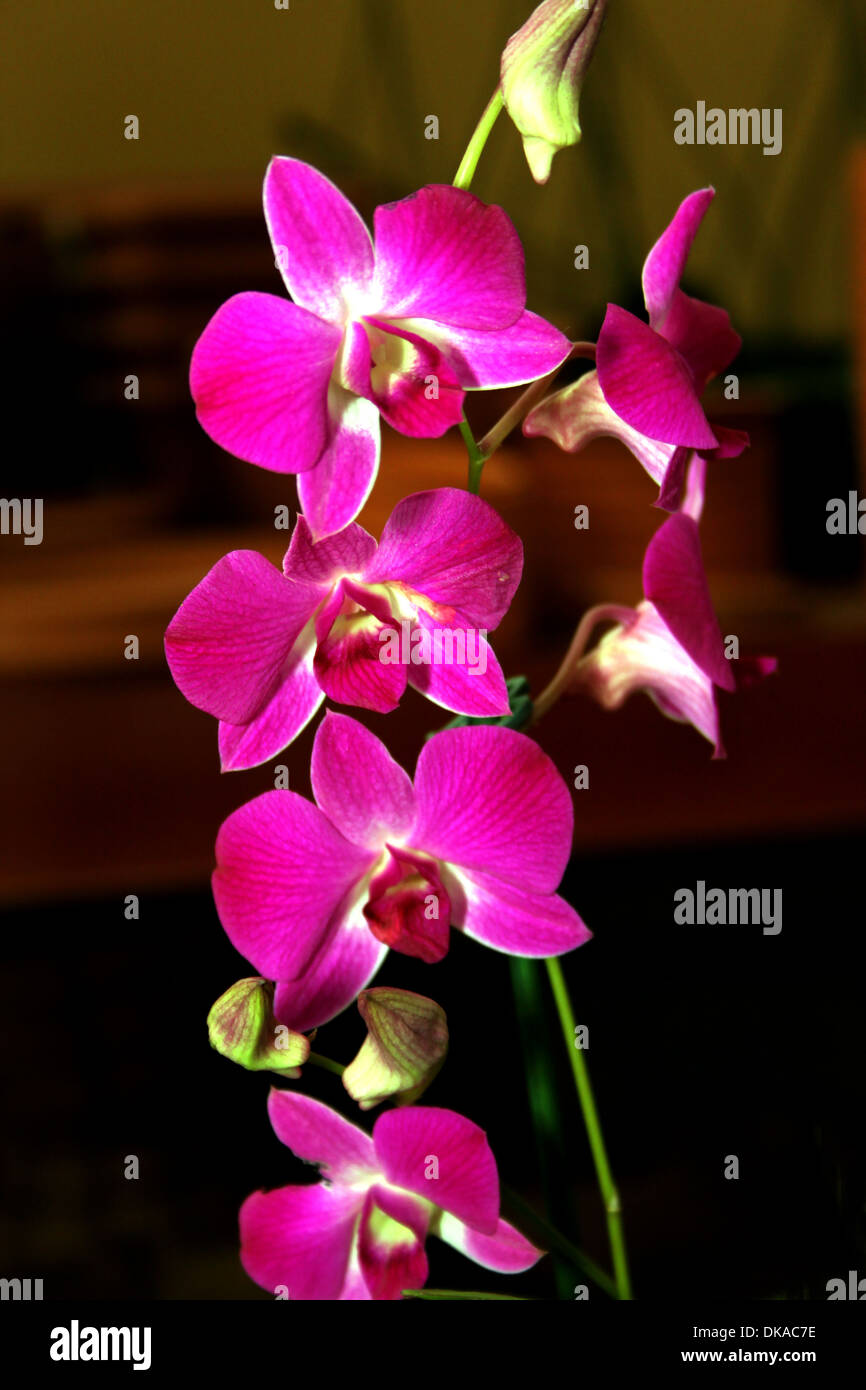 Espèces d'Orchidées Dendrobium mauve couleur Max Bleu Photo Photo Stock -  Alamy