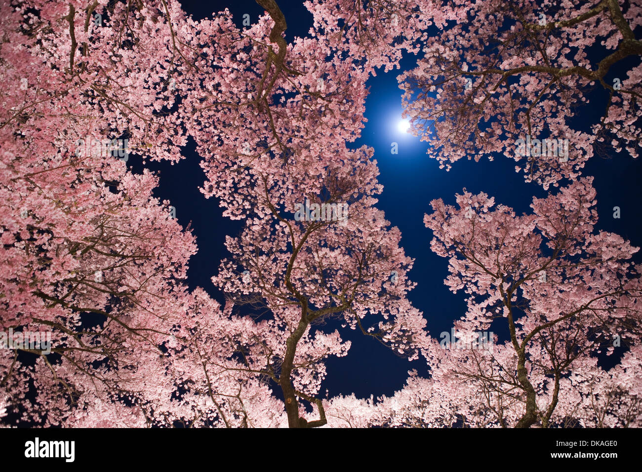 Cerisiers en fleurs dans la nuit Banque D'Images