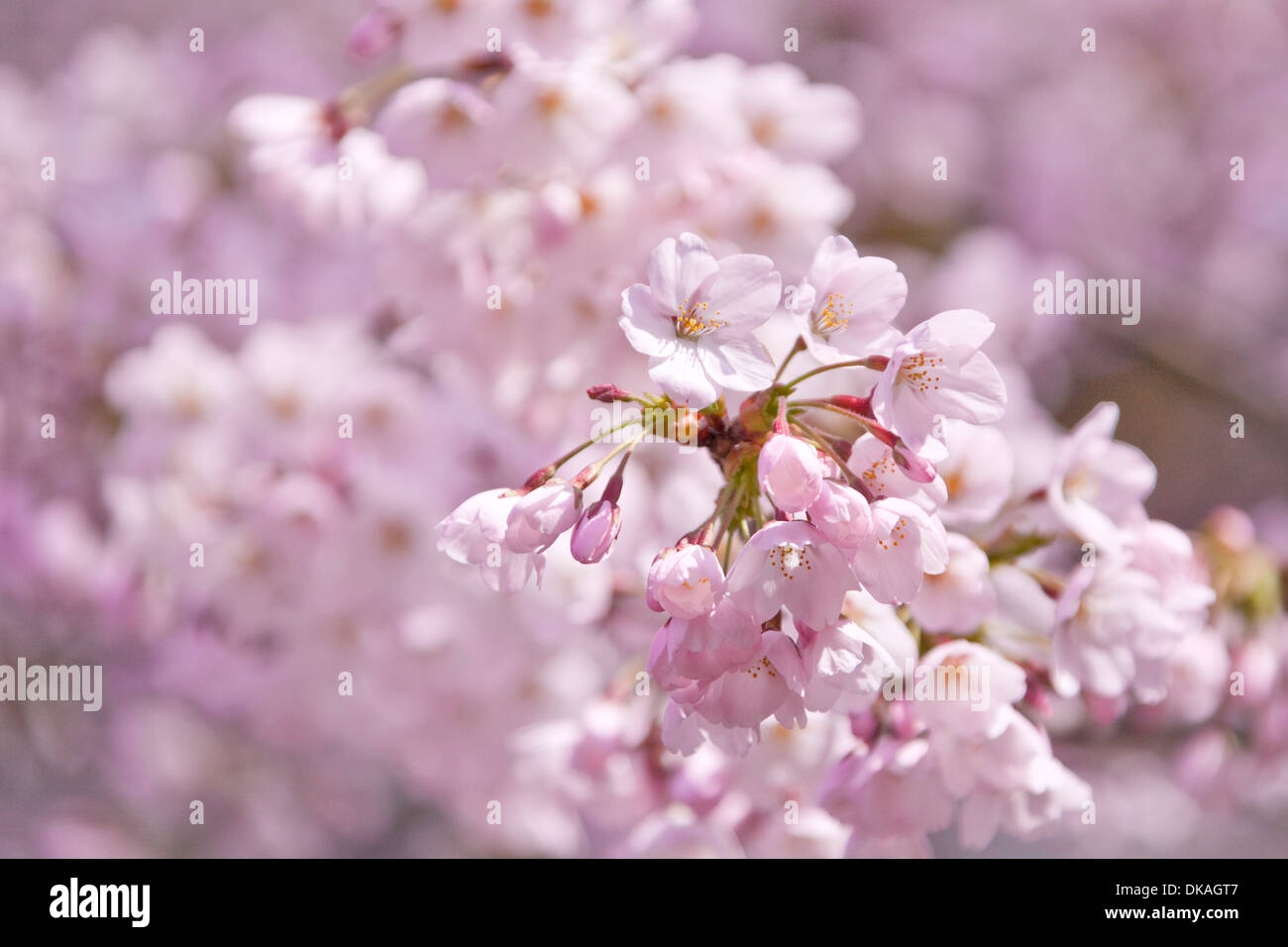 Cerisiers en fleurs Banque D'Images