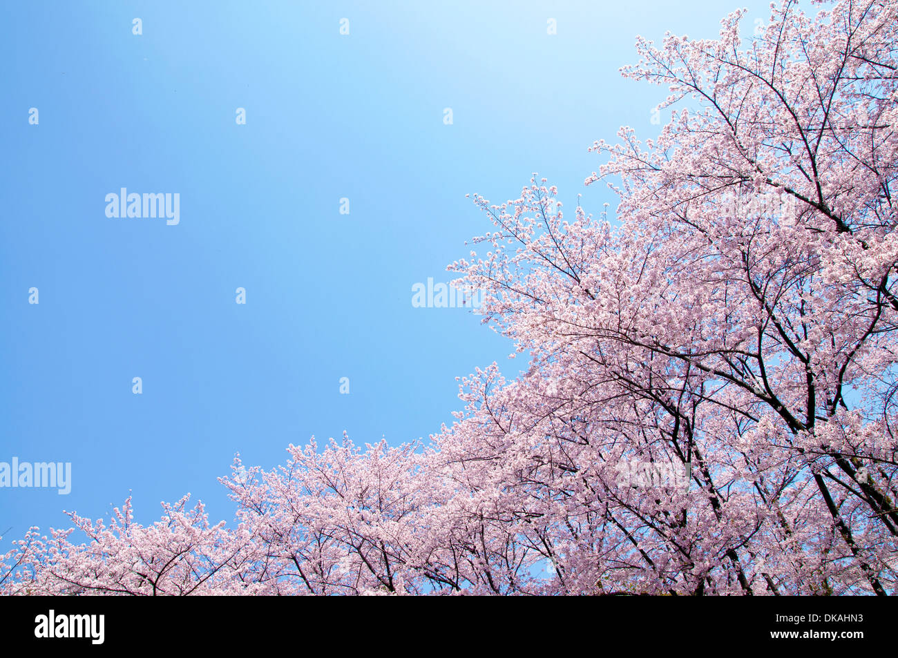 Cerisiers en fleurs Banque D'Images