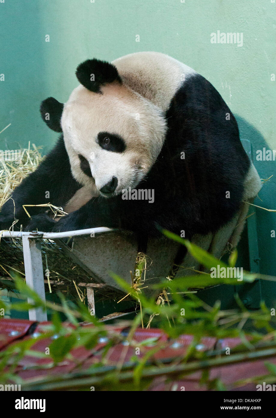 Le zoo d'Edinburgh, Ecosse, Royaume-Uni. 4 décembre 2013. 2e anniversaire de deux pandas géants Tian Tian et Yang Guang est reçu au Zoo d'Edimbourg sur un prêt de 10 ans à partir de la Chine. Banque D'Images