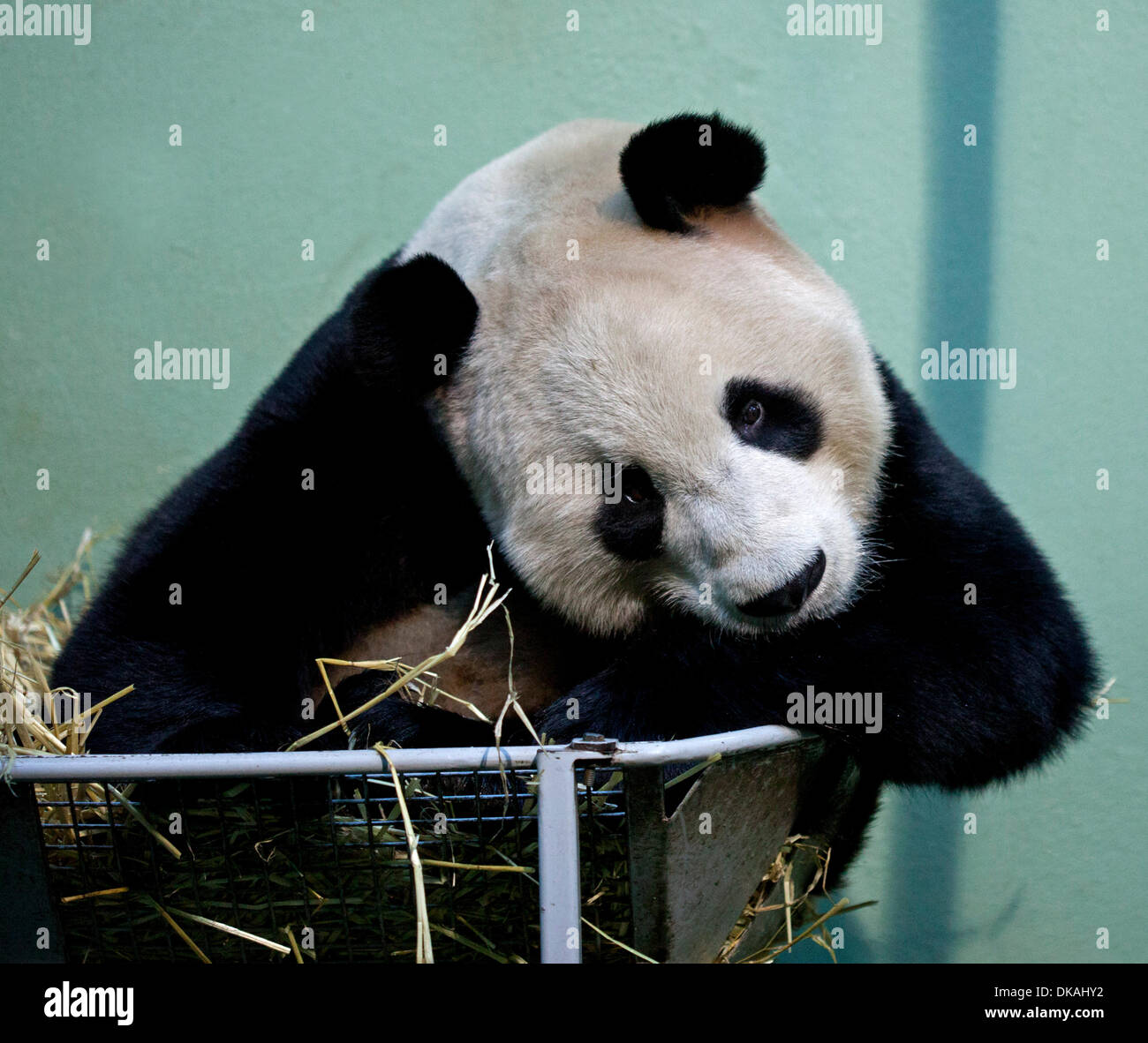 Le zoo d'Edinburgh, Ecosse, Royaume-Uni. 4 décembre 2013. 2e anniversaire de deux pandas géants Tian Tian et Yang Guang est reçu au Zoo d'Edimbourg sur un prêt de 10 ans à partir de la Chine. Banque D'Images