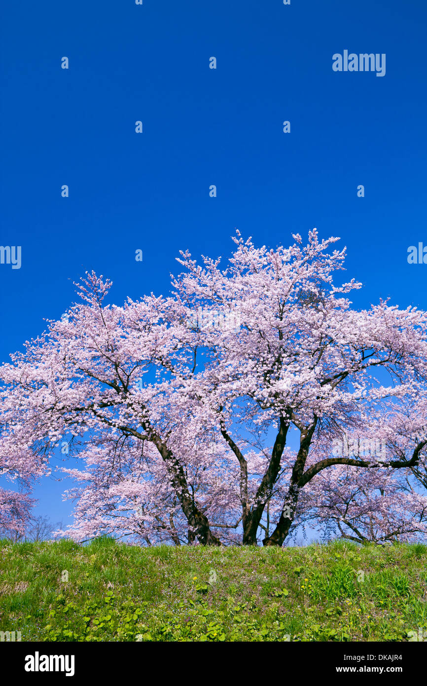 Cerisiers en fleurs Banque D'Images