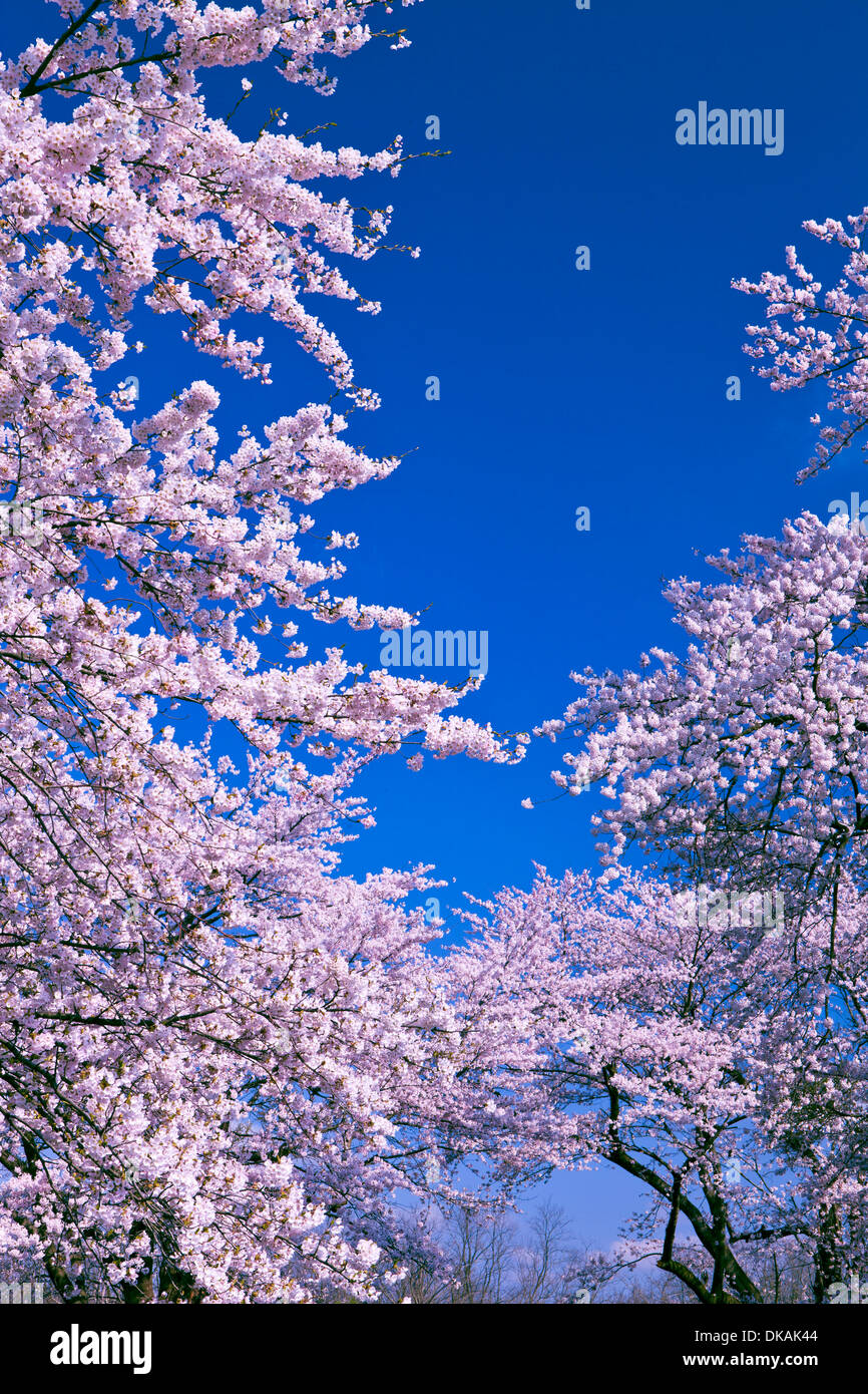 Cerisiers en fleurs Banque D'Images