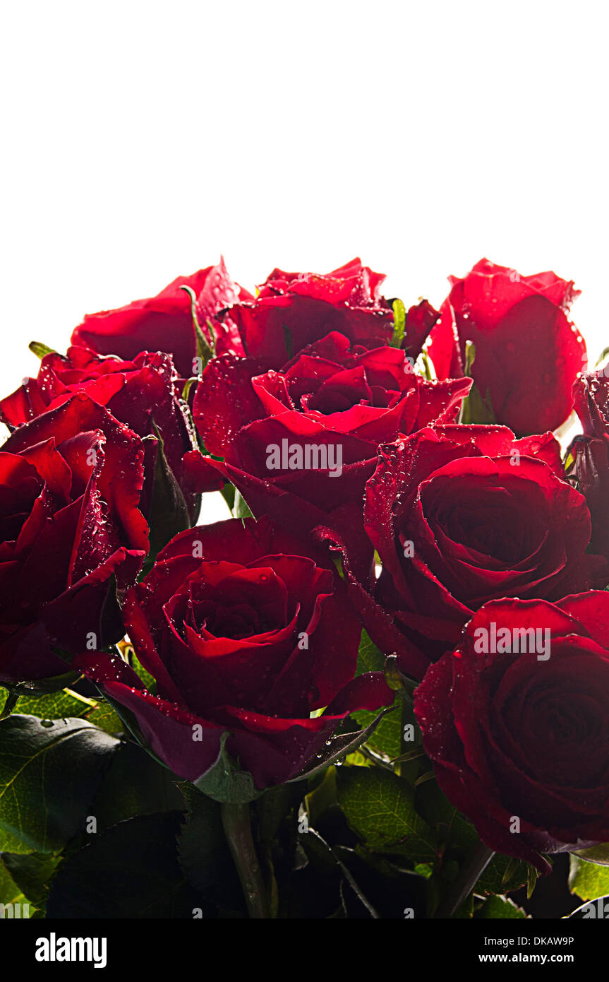 Bouquet de roses rouges Banque D'Images