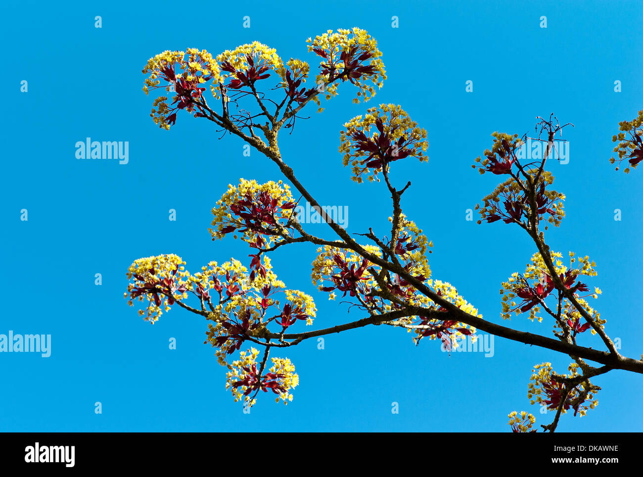 Les petites fleurs jaune pâle de fleur d'érable Banque D'Images