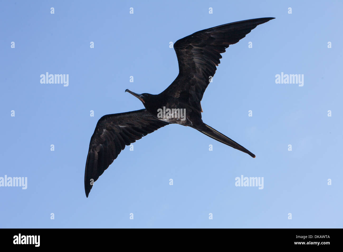 Fregata magnificens Frégate Bird vol femelle Banque D'Images