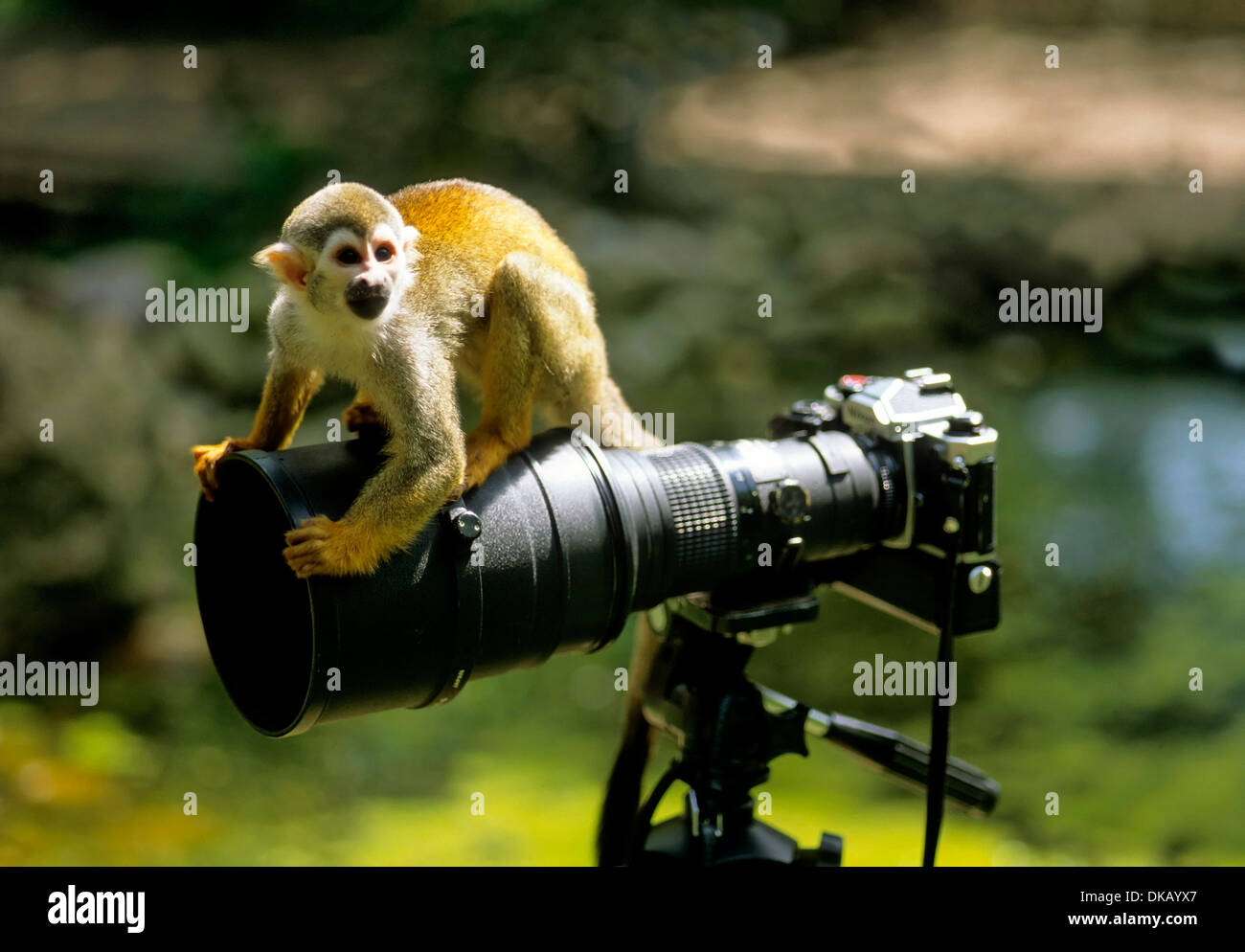Les singes écureuils Saimiri, Totenkopfaffen Totenkopfäffchen Zoo : oder (Saimiri) appareil photo photographie Banque D'Images