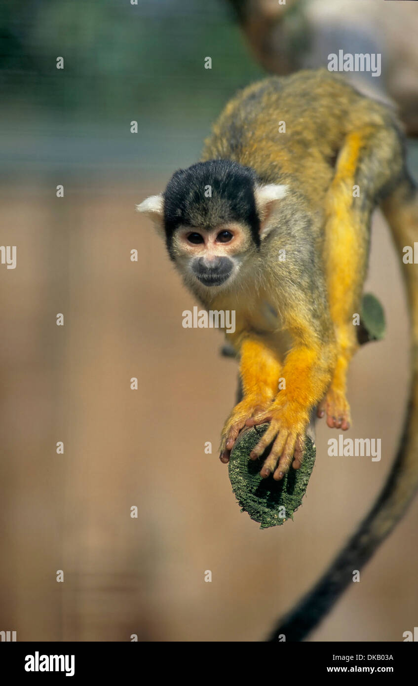 Les singes écureuils Saimiri, Totenkopfaffen Totenkopfäffchen Zoo : oder (Saimiri) Banque D'Images