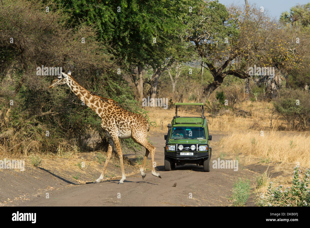 Maasai Girafe (Giraffa camelopardalis tippelskirchi) et safari véhicule, Katavi National Park, Tanzania Banque D'Images
