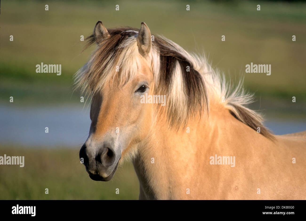 Ou cheval Fjord Fjord norvégien, cheval, poney - Norweger Norwegisches Fjordpferd, Norweger, Fjordinger Fjordpony, Fjordpferd, Banque D'Images